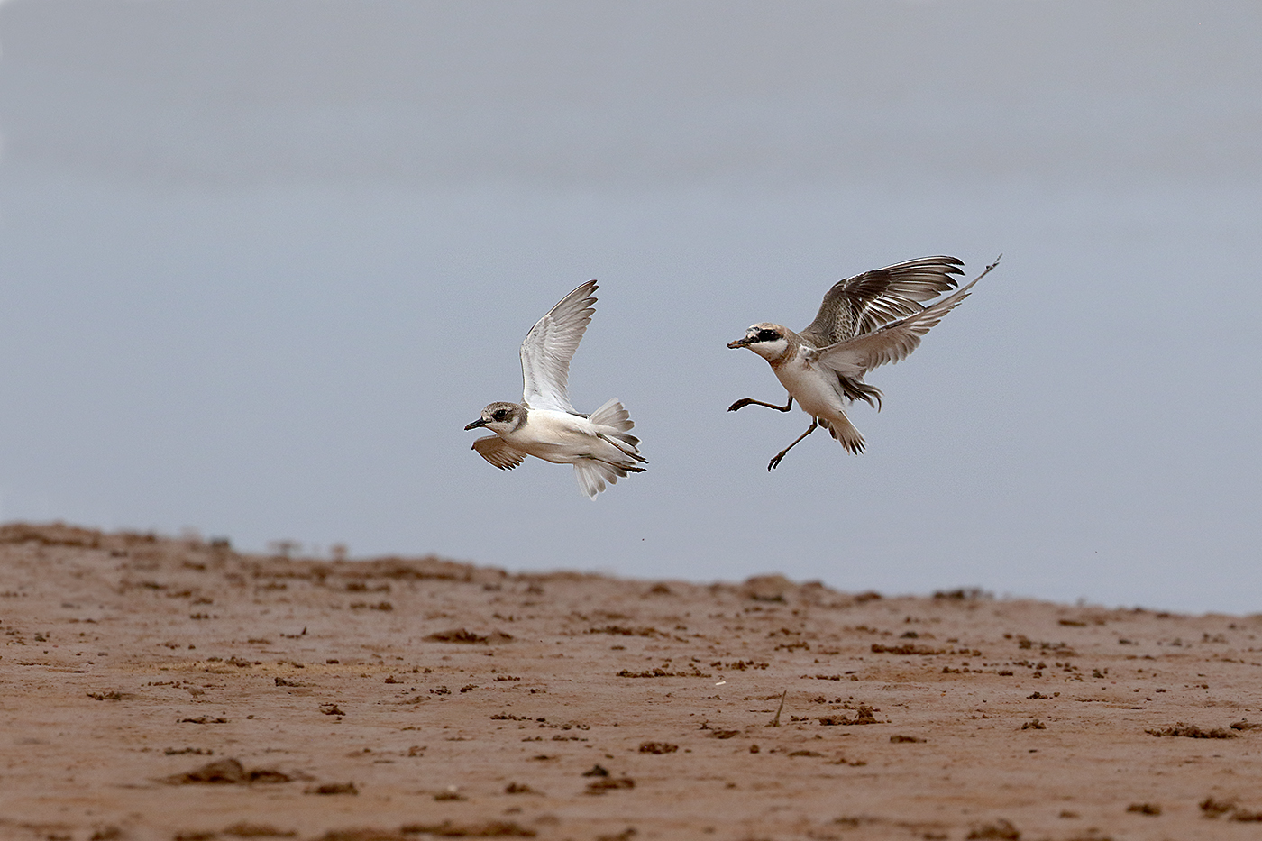 Greater Sand Plover (Image ID 35751)