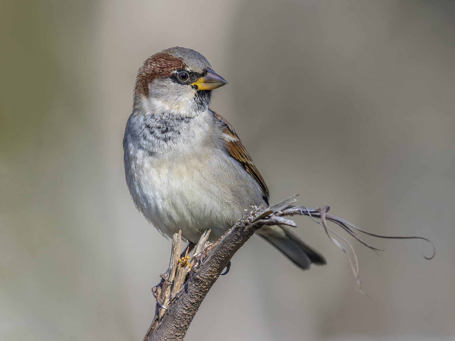 House Sparrow (Image ID 35781)