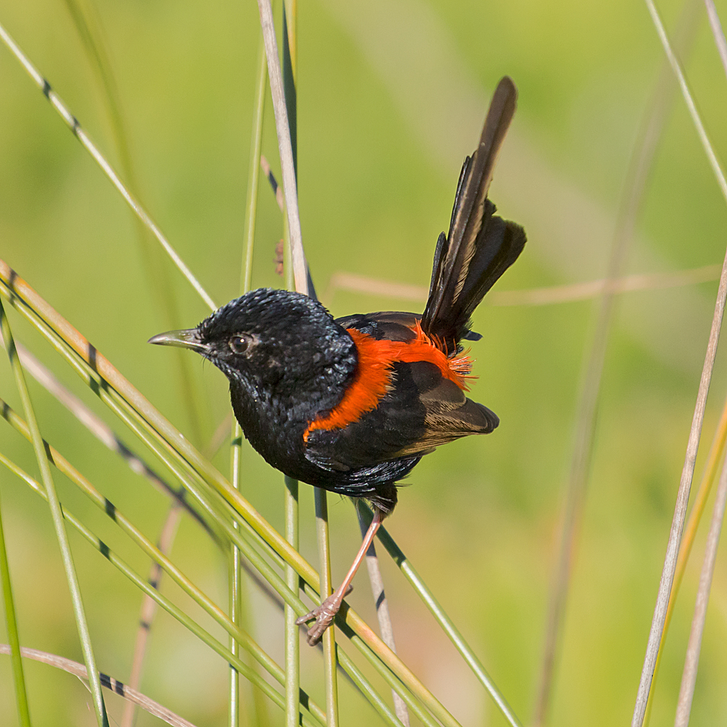 Red-backed Fairy-wren (Image ID 35706)