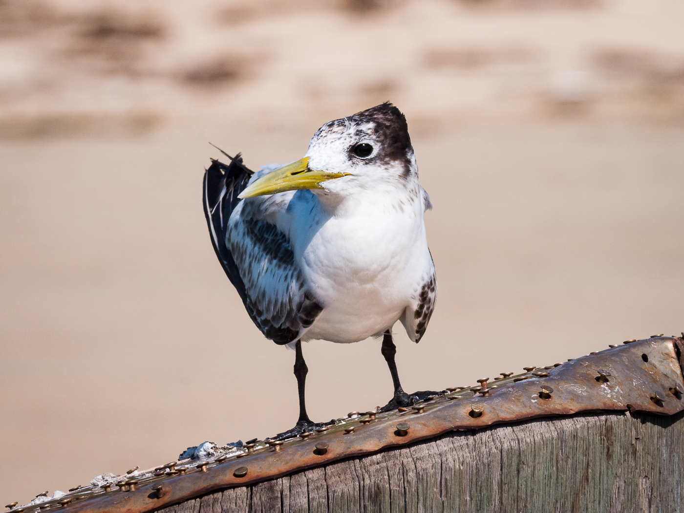 Greater Crested Tern (Image ID 35883)