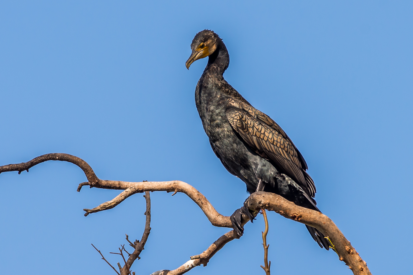 Great Cormorant (Image ID 35592)