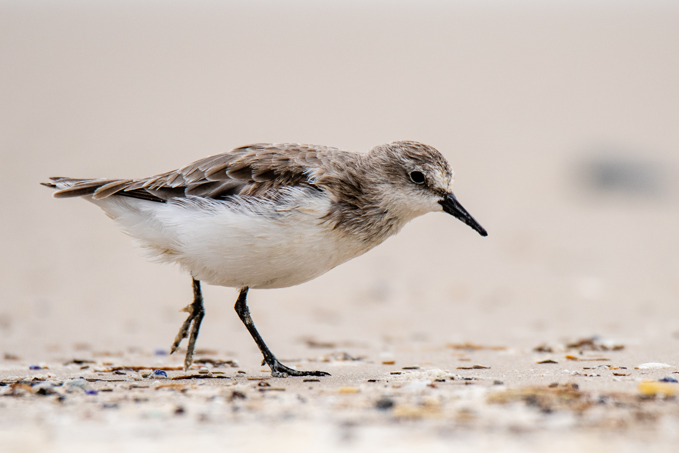 Red-necked Stint (Image ID 35664)