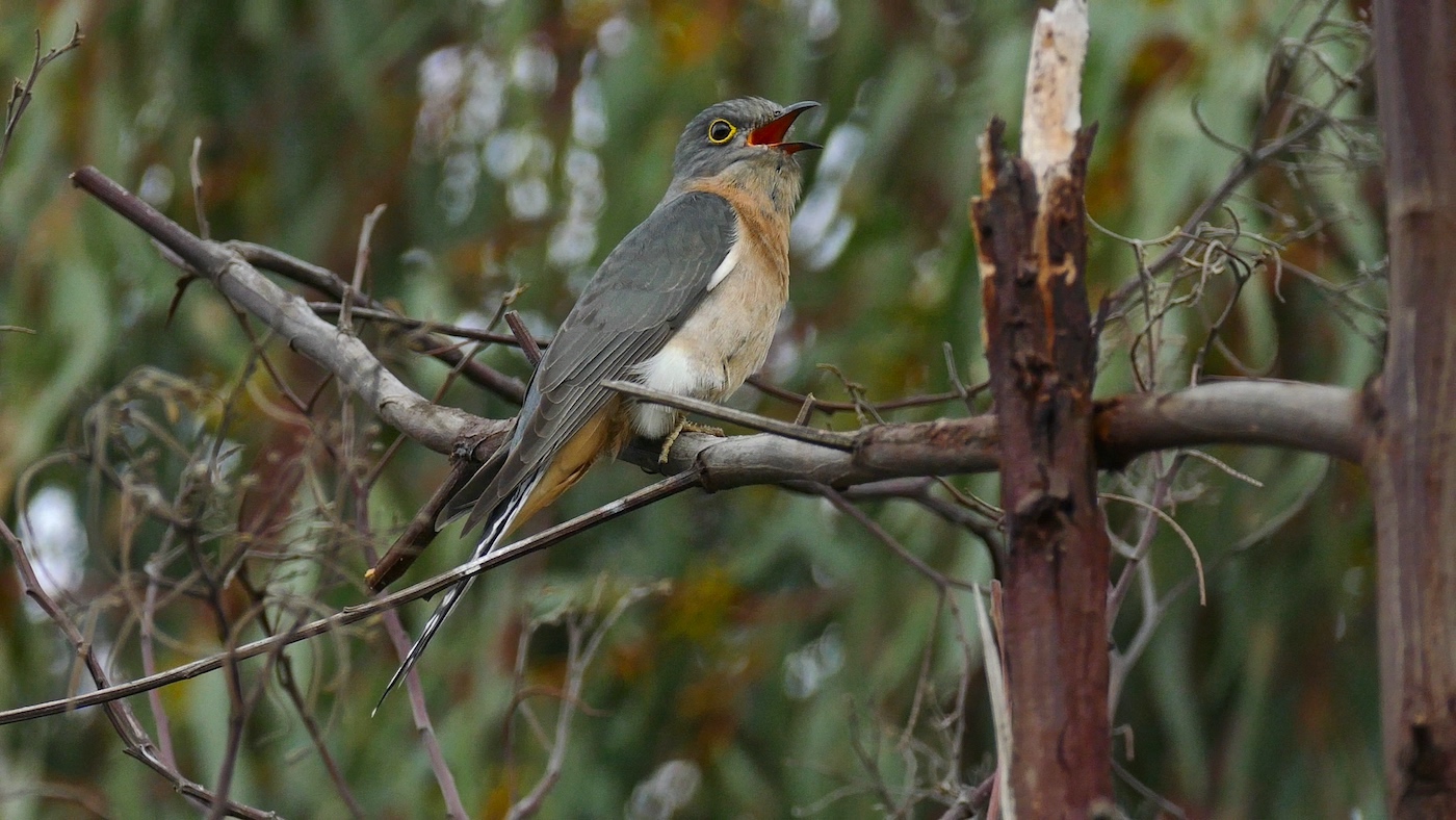 Fan-tailed Cuckoo (Image ID 35734)