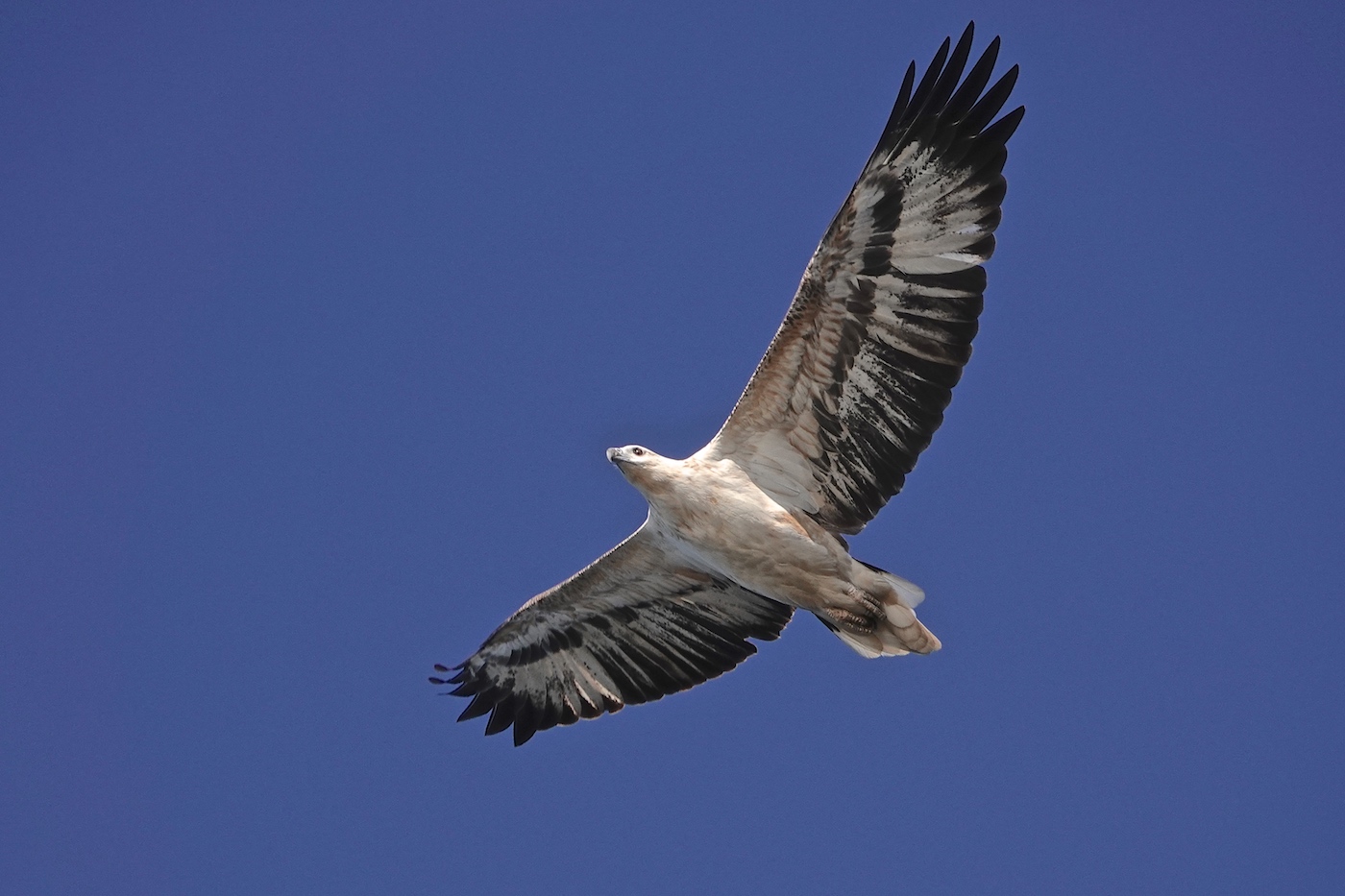 White-bellied Sea-Eagle (Image ID 35845)