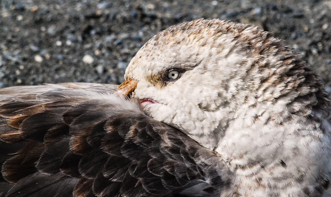 Southern Giant-Petrel (Image ID 35813)