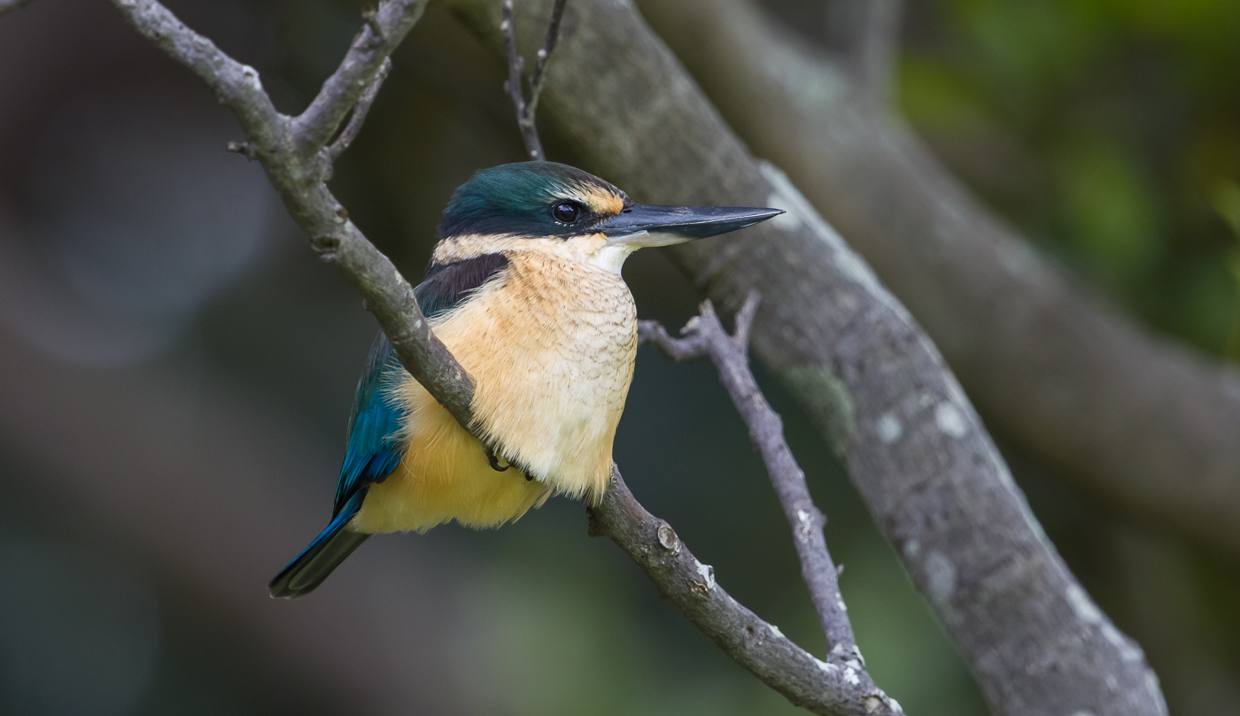 Sacred Kingfisher (Image ID 35544)