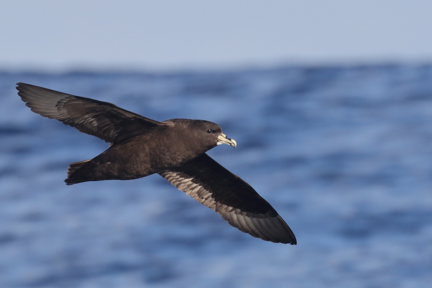 White-chinned Petrel (Image ID 35620)