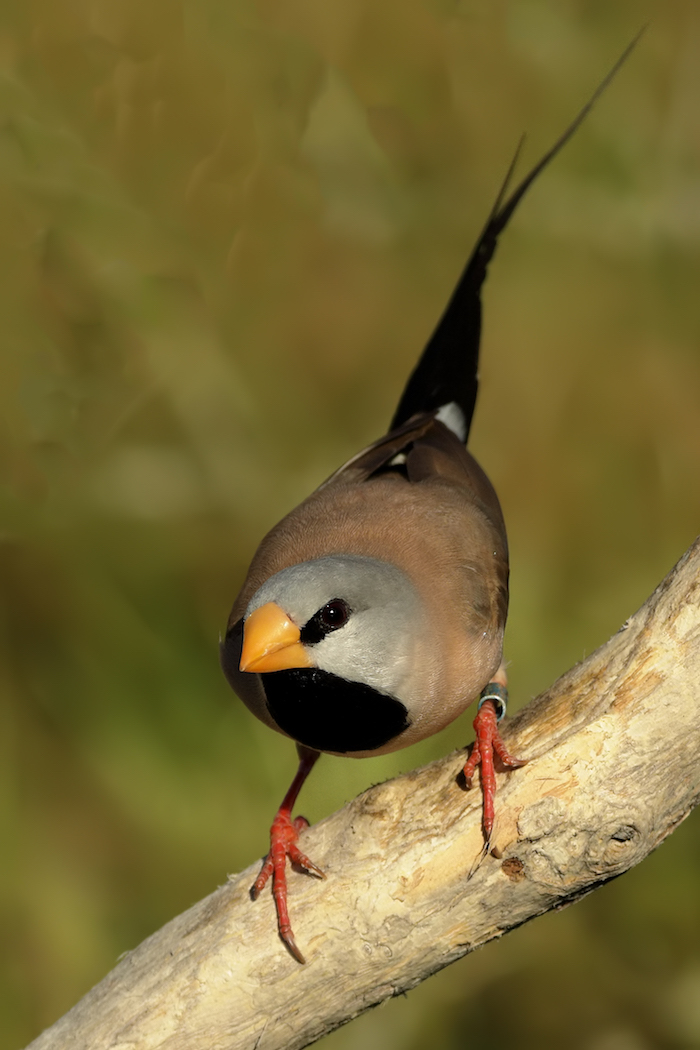Long-tailed Finch (Image ID 35740)