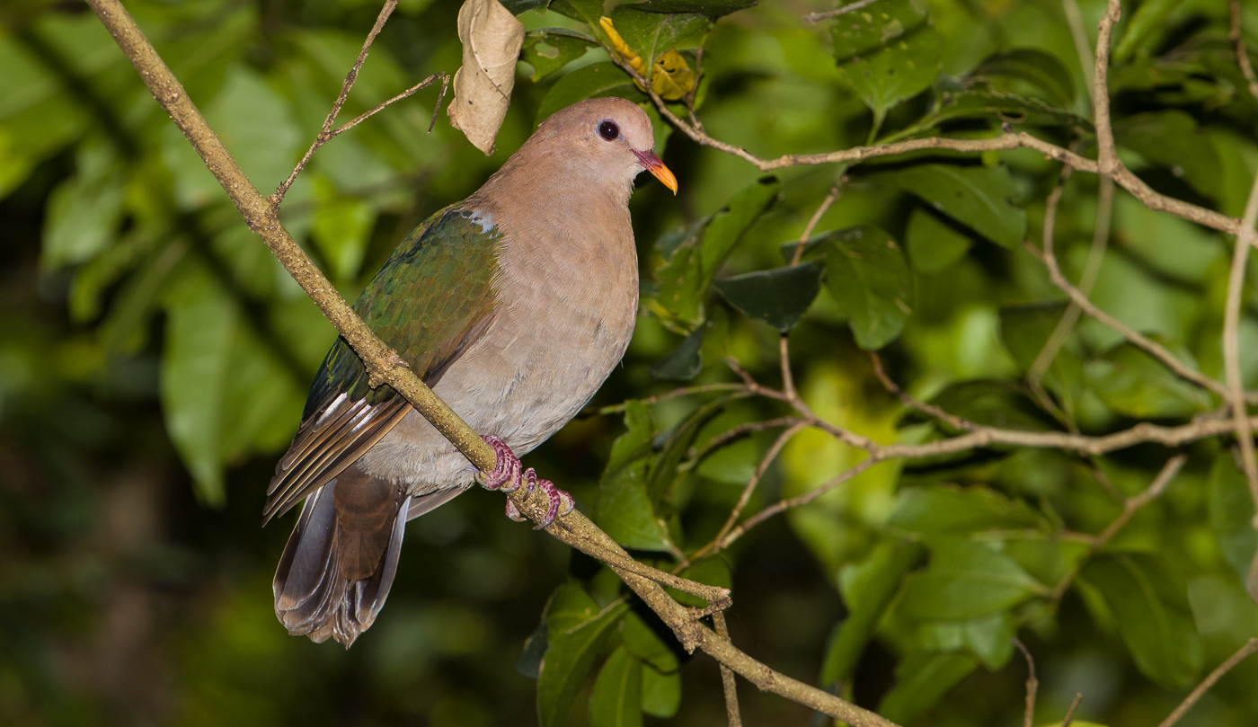 Brown-capped Emerald-Dove (Image ID 35541)