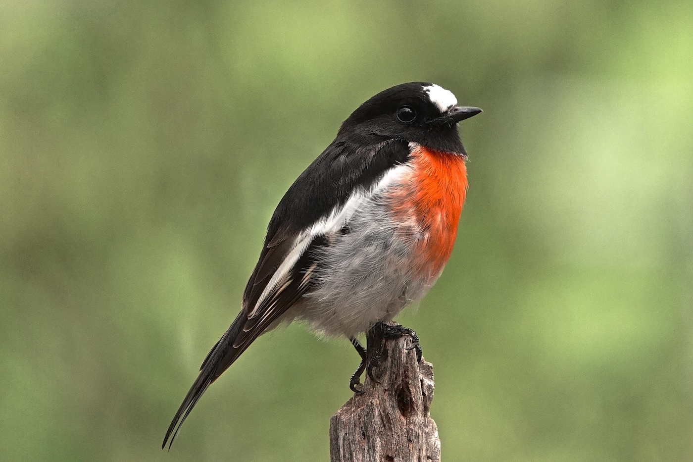 Scarlet Robin (Image ID 35714)