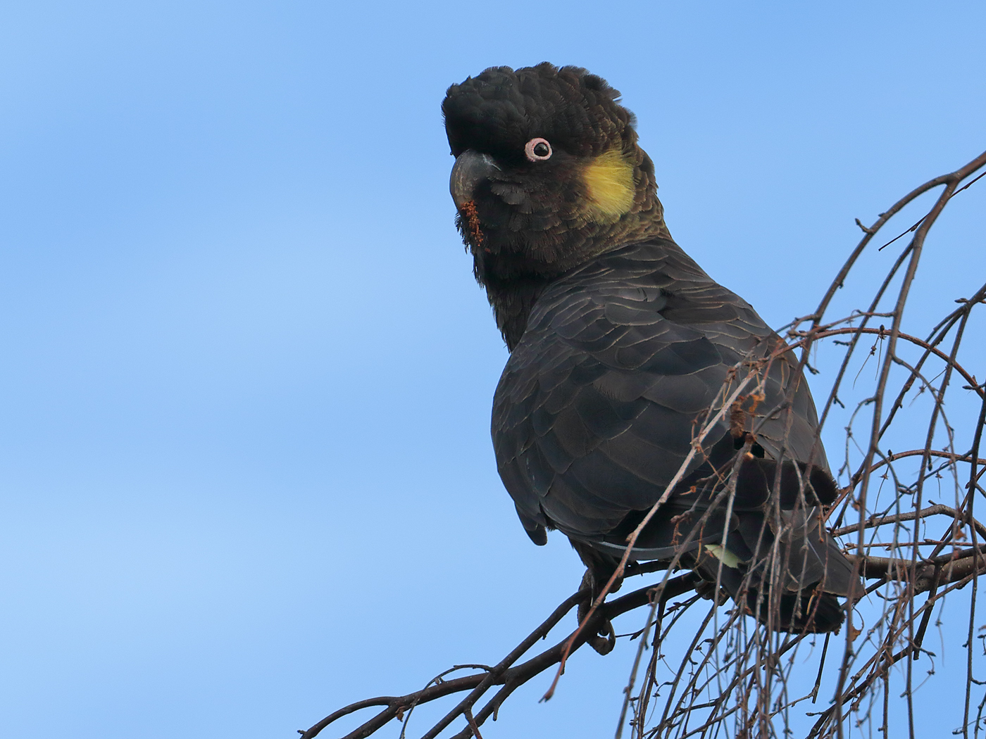 Yellow-tailed Black-Cockatoo (Image ID 35684)
