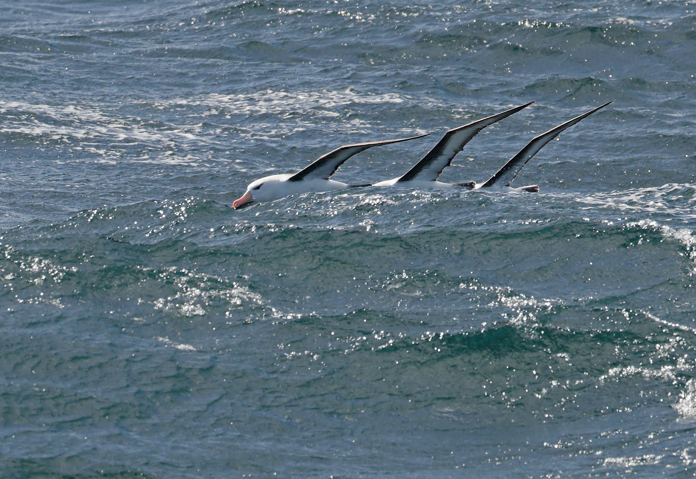 Black-browed Albatross (Image ID 35563)
