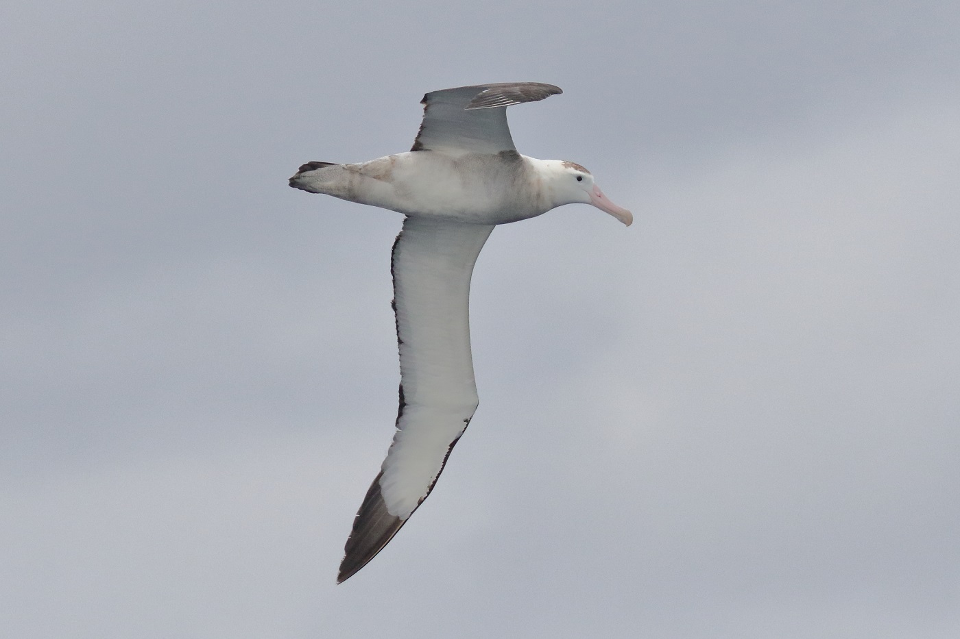 Antipodean Albatross (Image ID 35730)