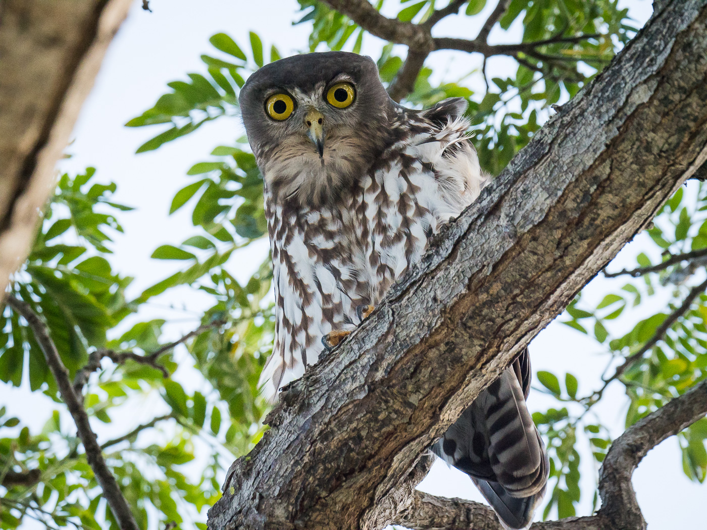 Barking Owl (Image ID 35819)