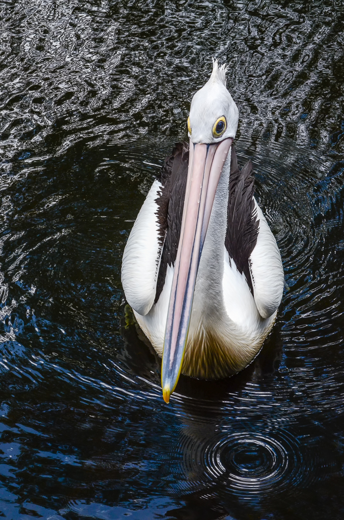 Australian Pelican (Image ID 35638)
