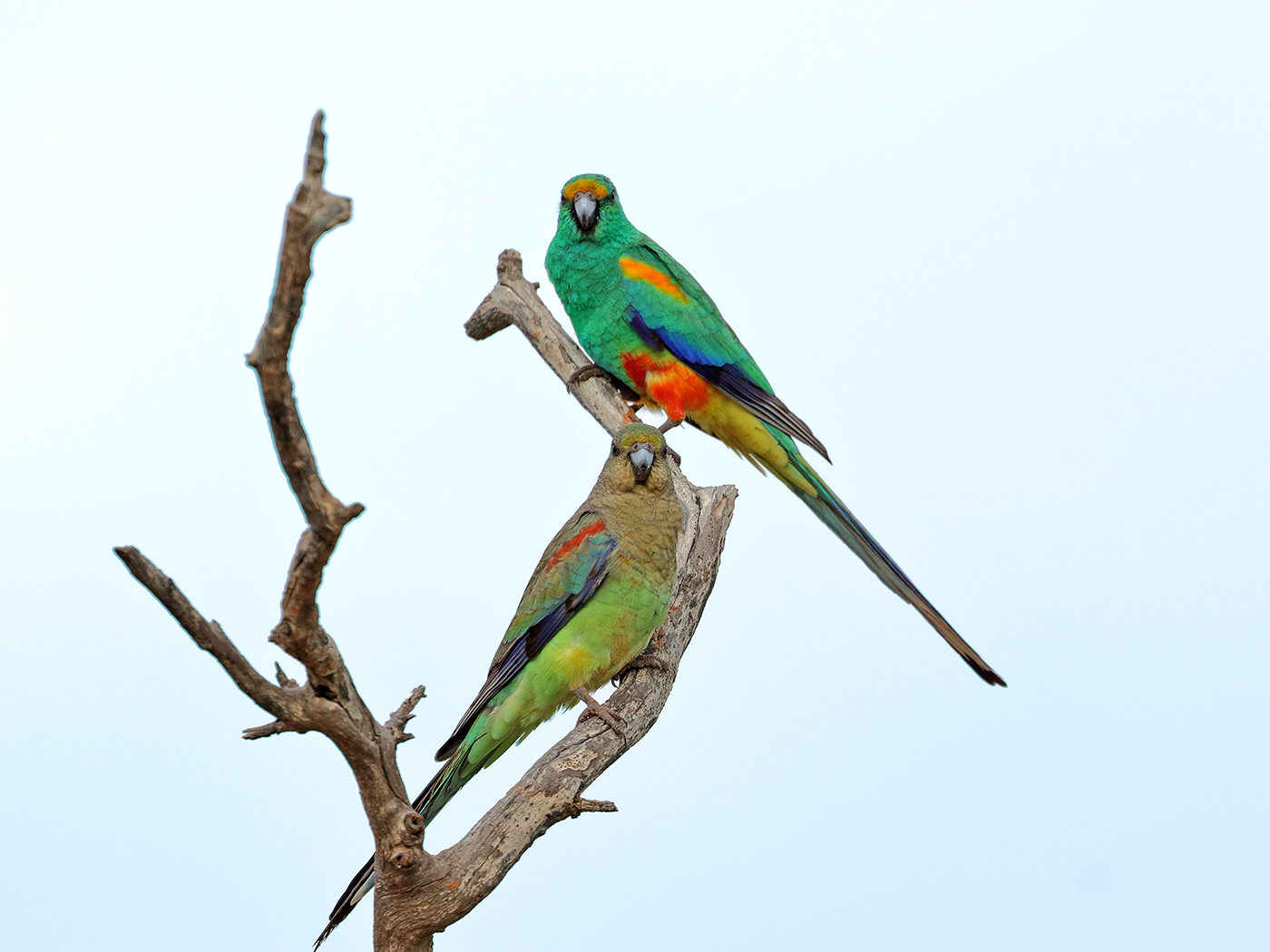 Mulga Parrot (Image ID 35753)