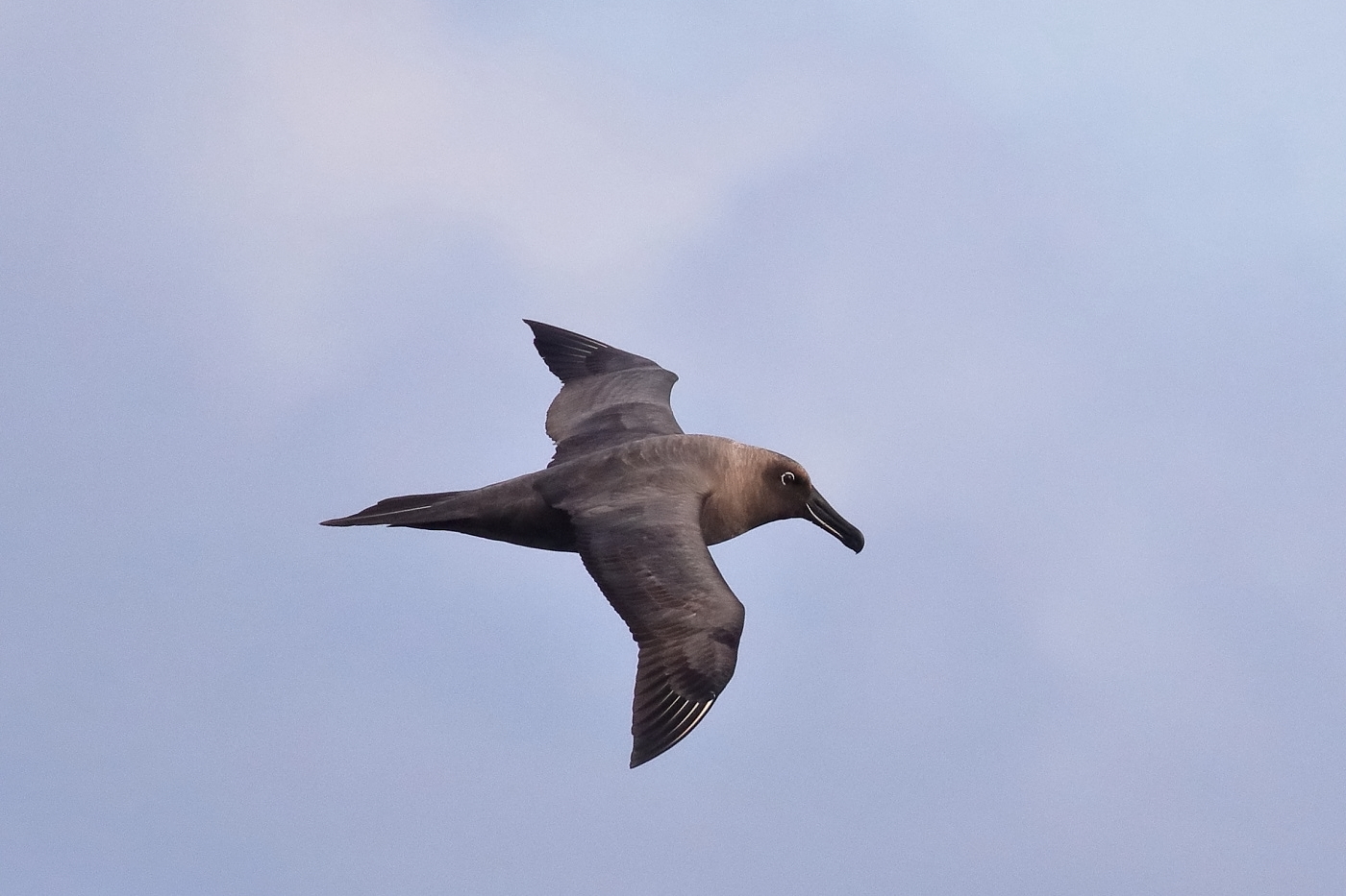 Sooty Albatross (Image ID 35617)
