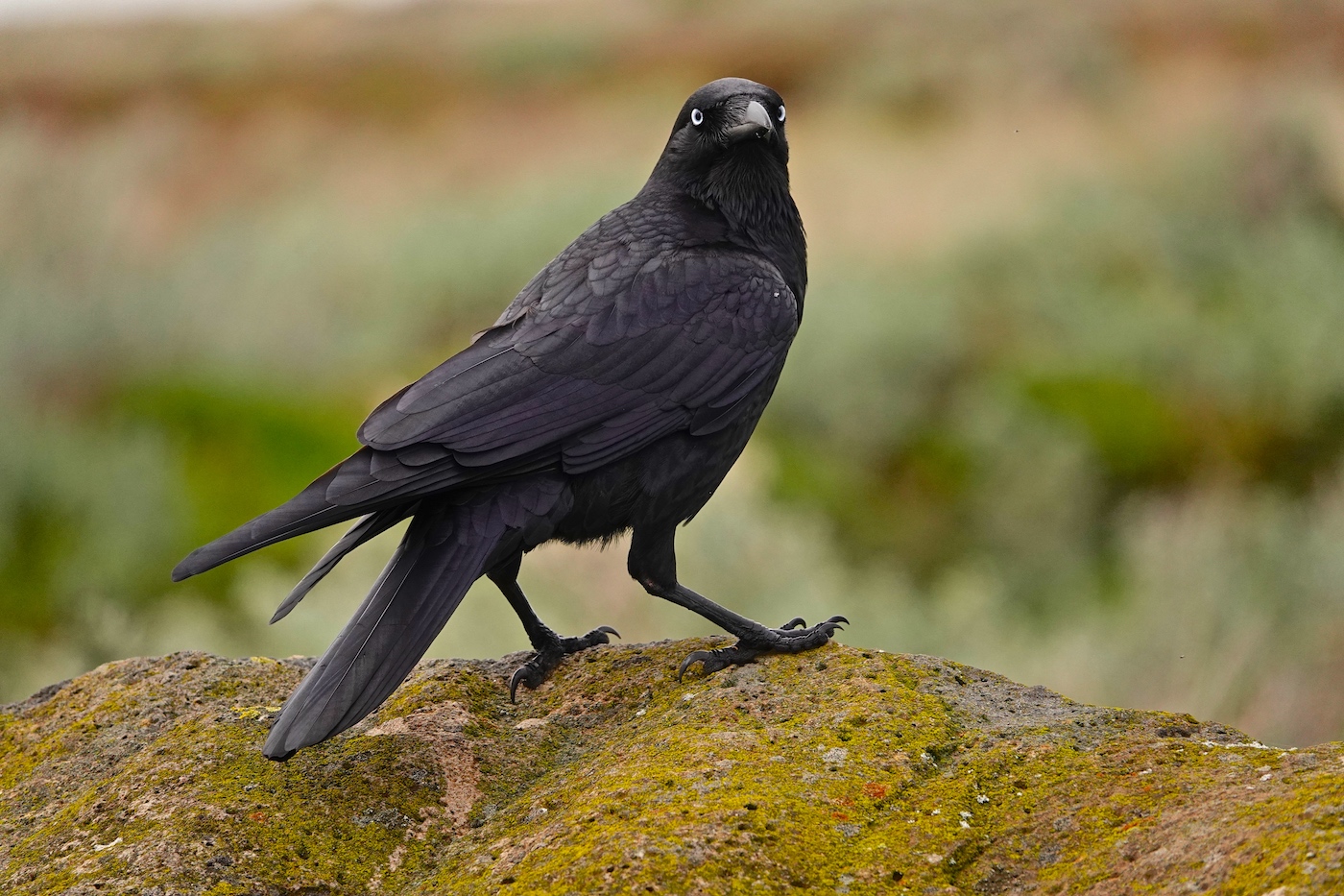 Little Raven (Image ID 35791)