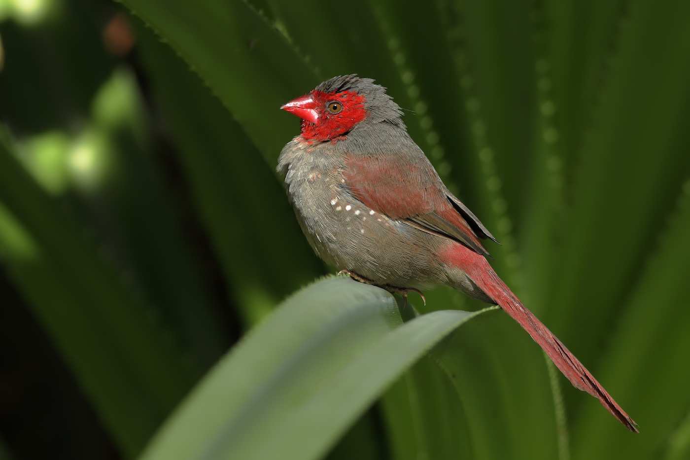 Black-bellied Crimson Finch (Image ID 35741)
