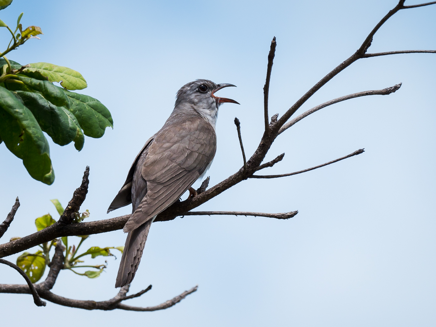 Brush Cuckoo (Image ID 35818)