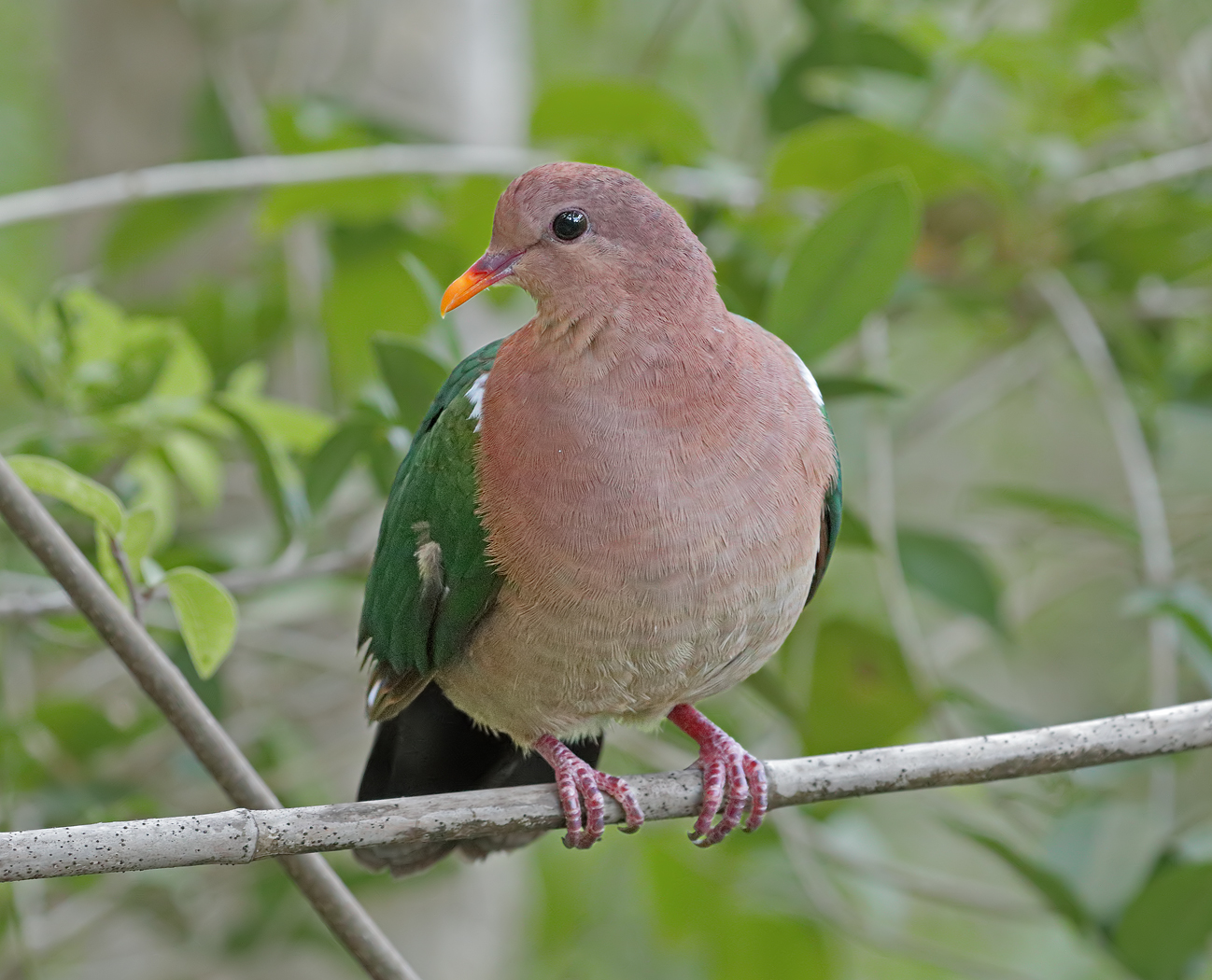 Brown-capped Emerald-Dove (Image ID 35850)