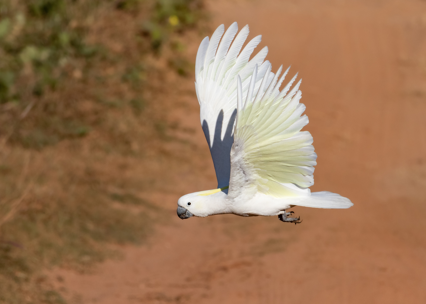 Sulphur-crested Cockatoo (Image ID 35720)