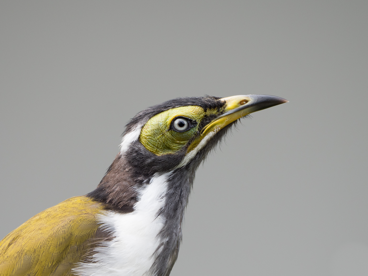 Blue-faced Honeyeater complex (Image ID 35830)