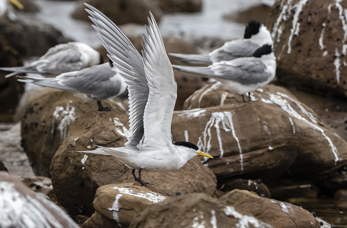 Greater Crested Tern (Image ID 35667)