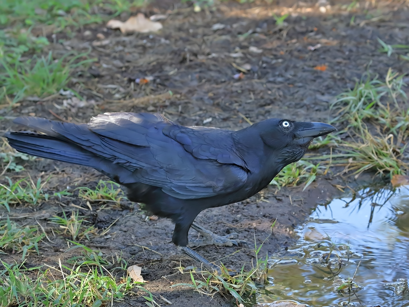 Torresian Crow (Image ID 35577)
