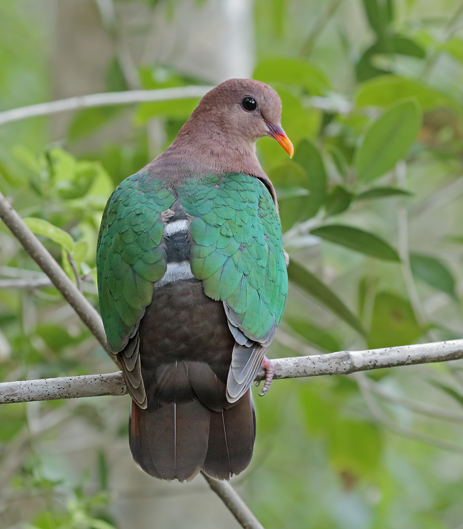 Brown-capped Emerald-Dove (Image ID 35849)