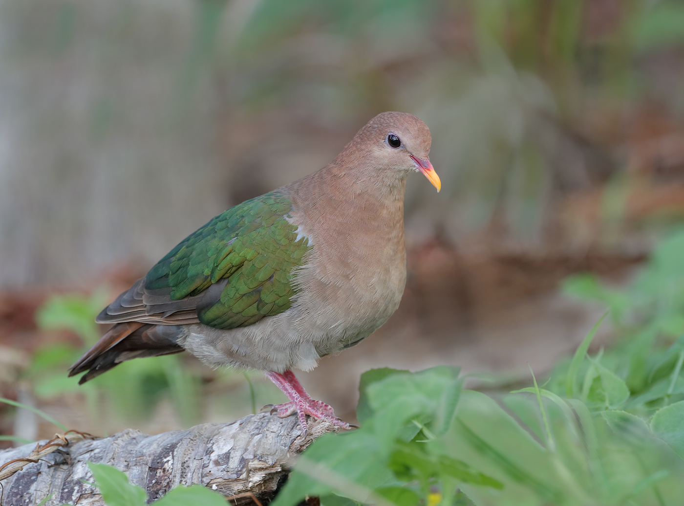 Brown-capped Emerald-Dove (Image ID 35560)