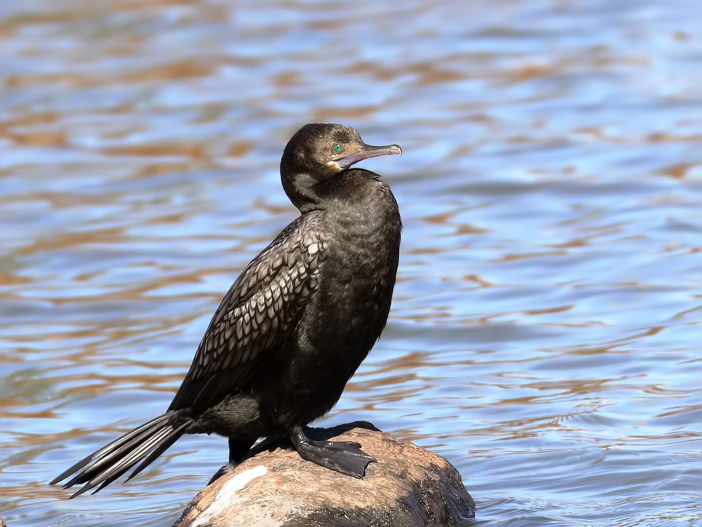 Little Black Cormorant (Image ID 35553)