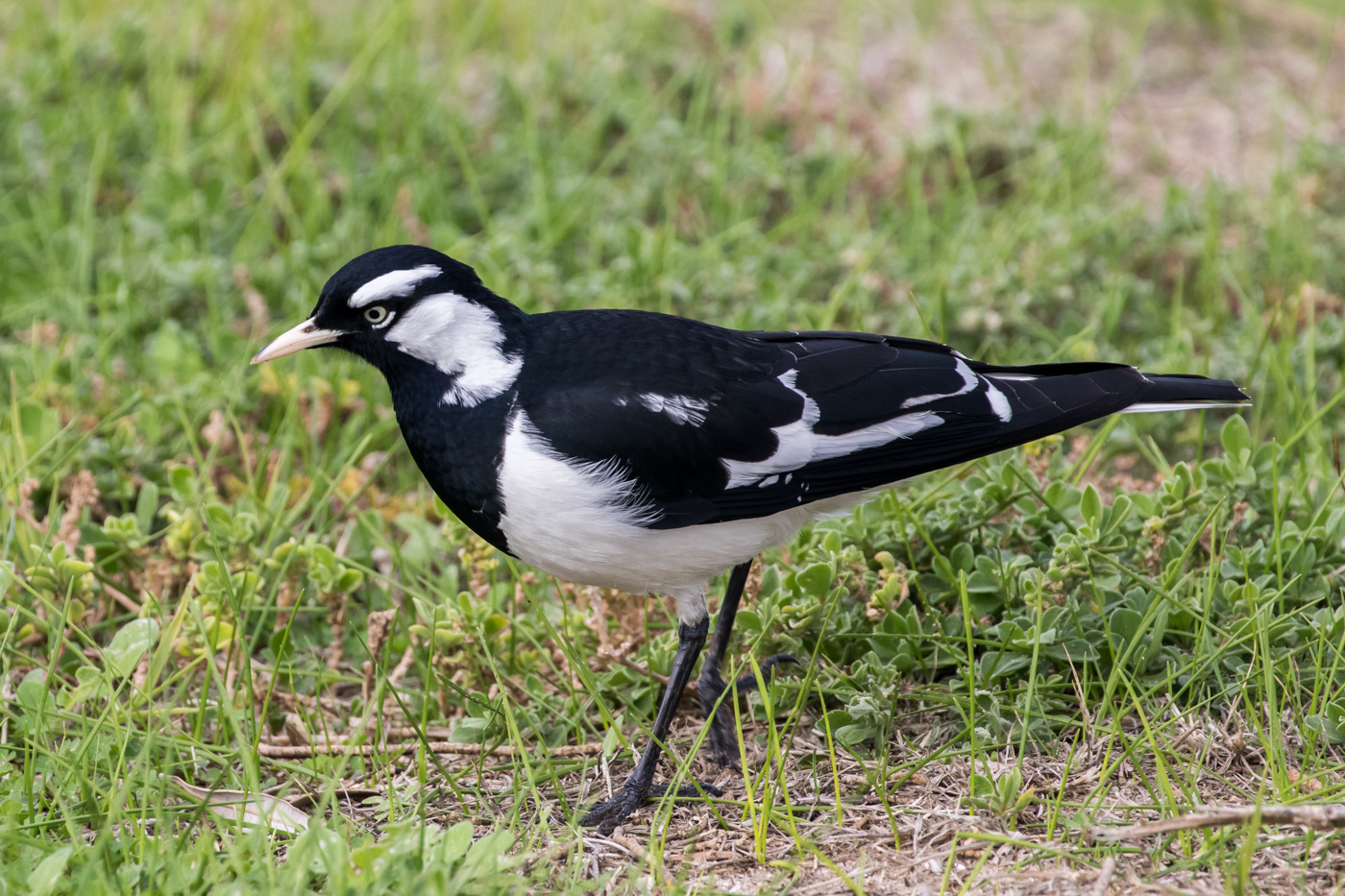 Magpie-lark (Image ID 35879)