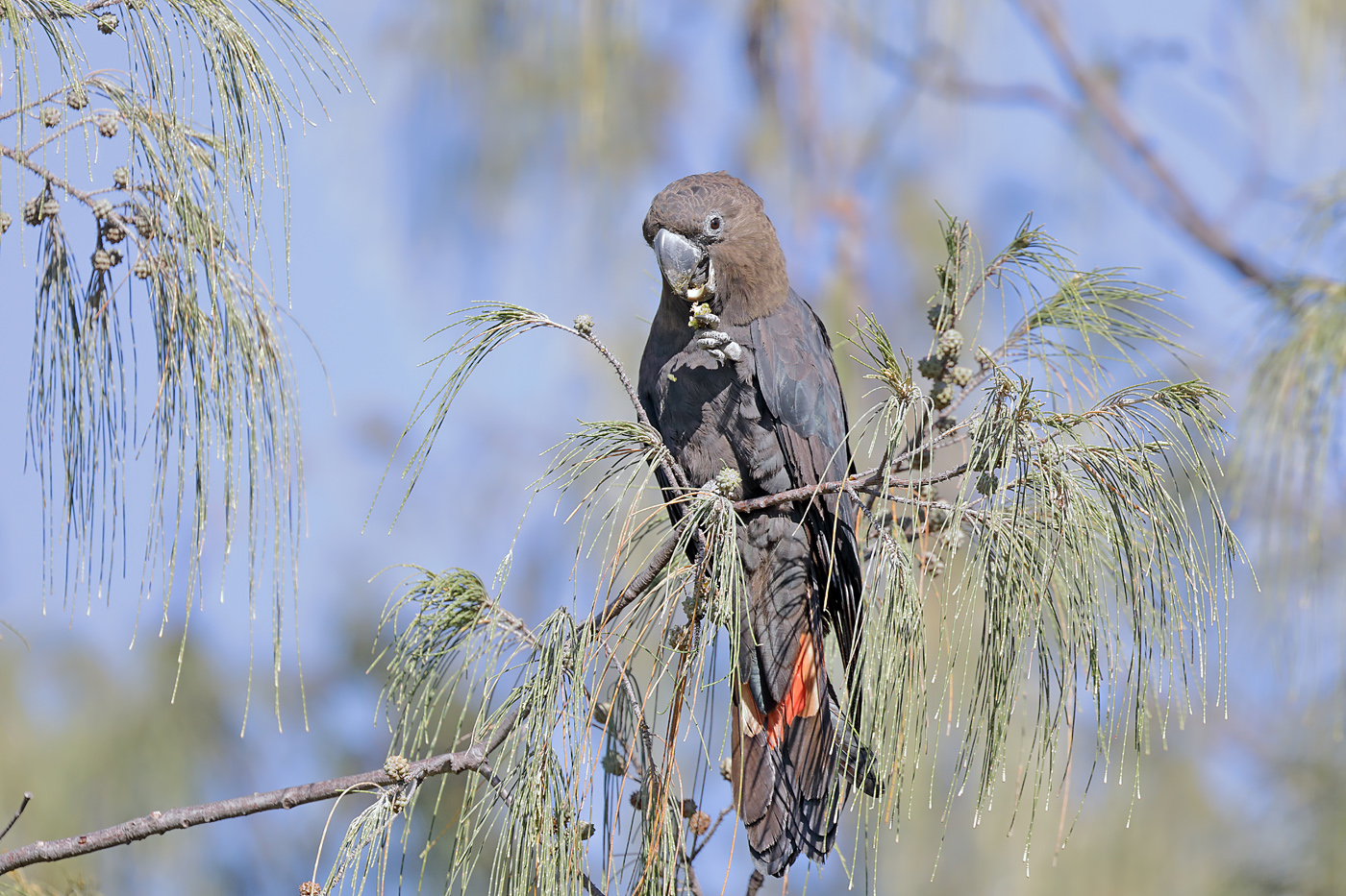Glossy Black-Cockatoo (Image ID 35875)