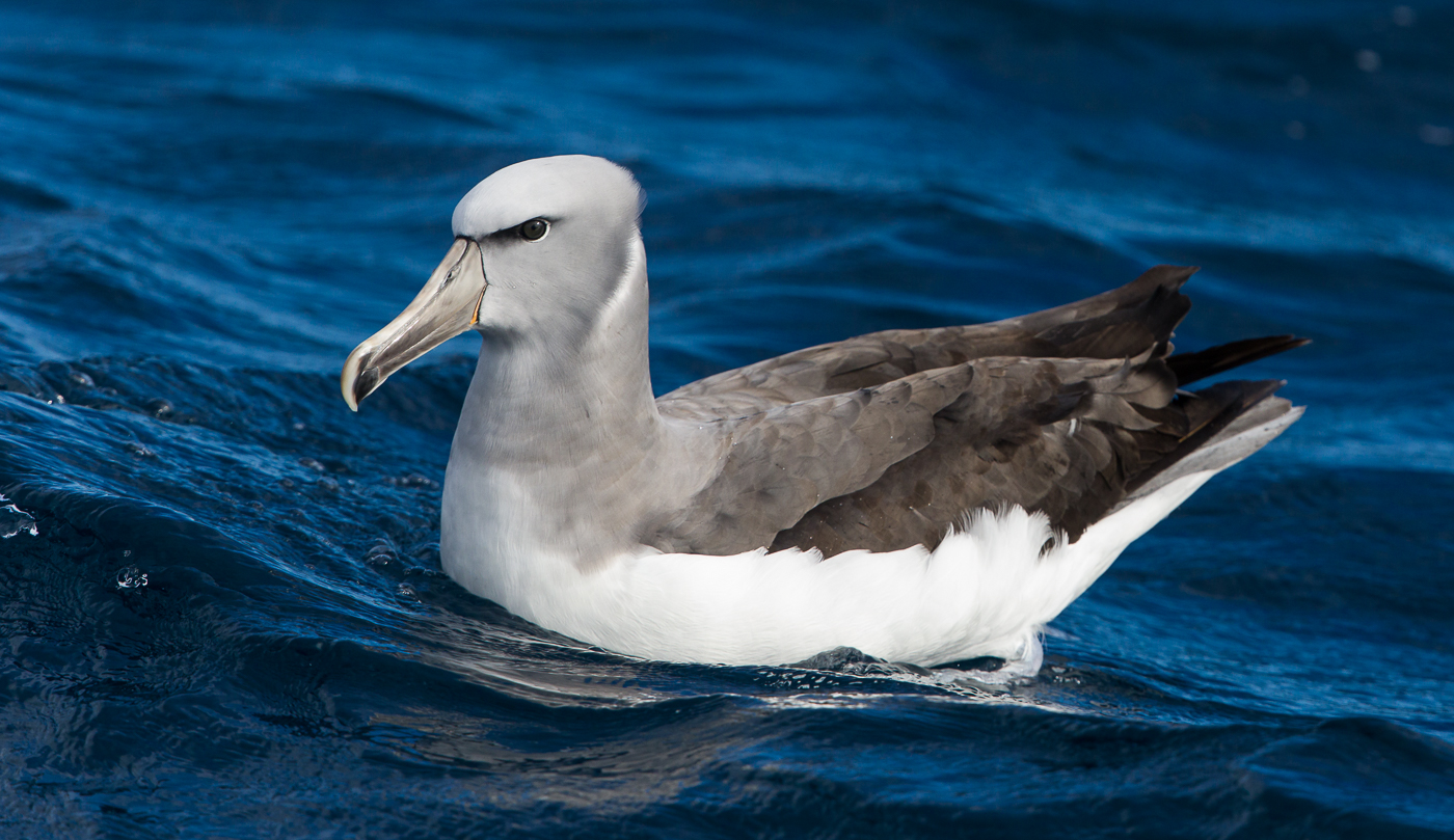 Salvin's Albatross (Image ID 35893)