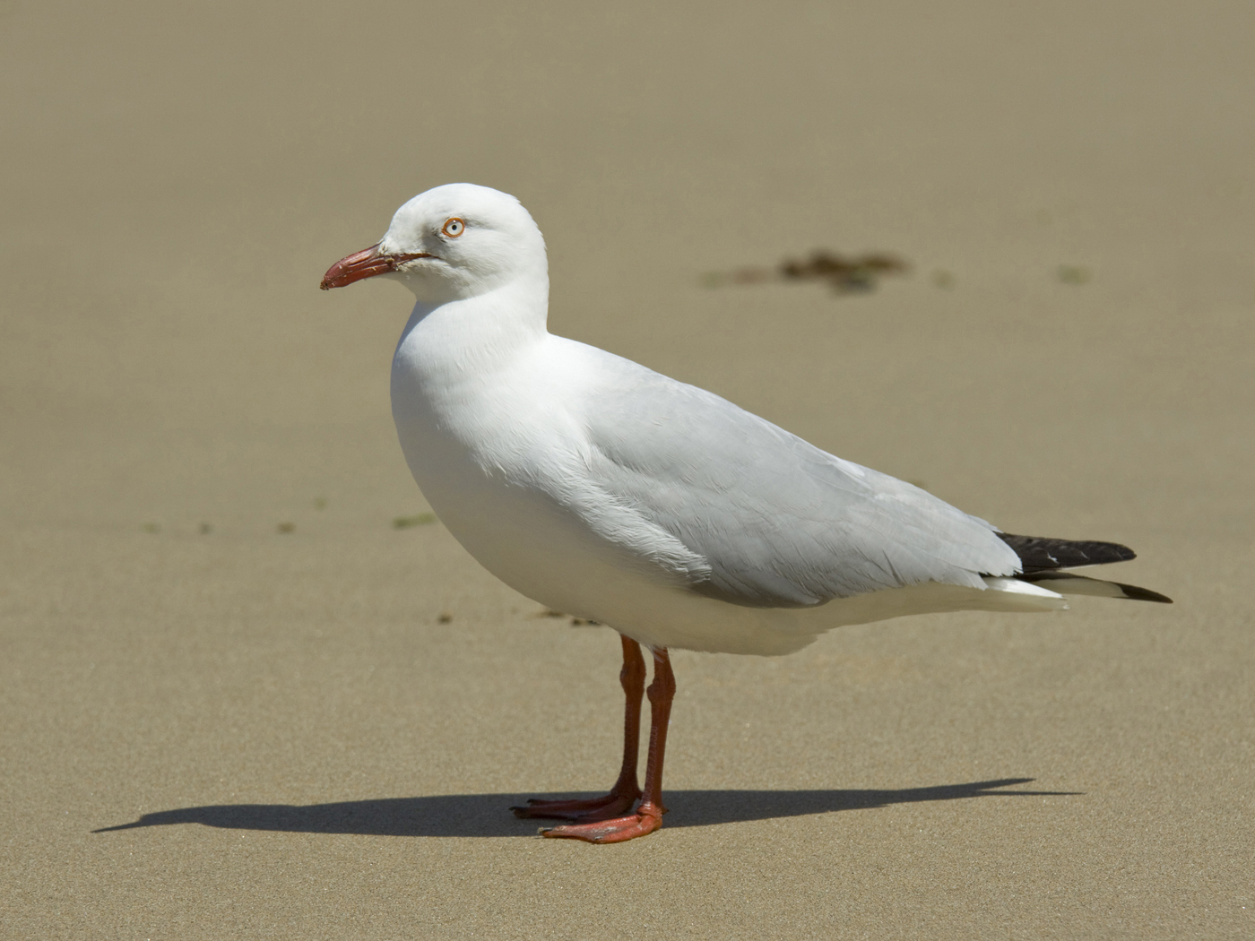 Silver Gull (Image ID 35839)