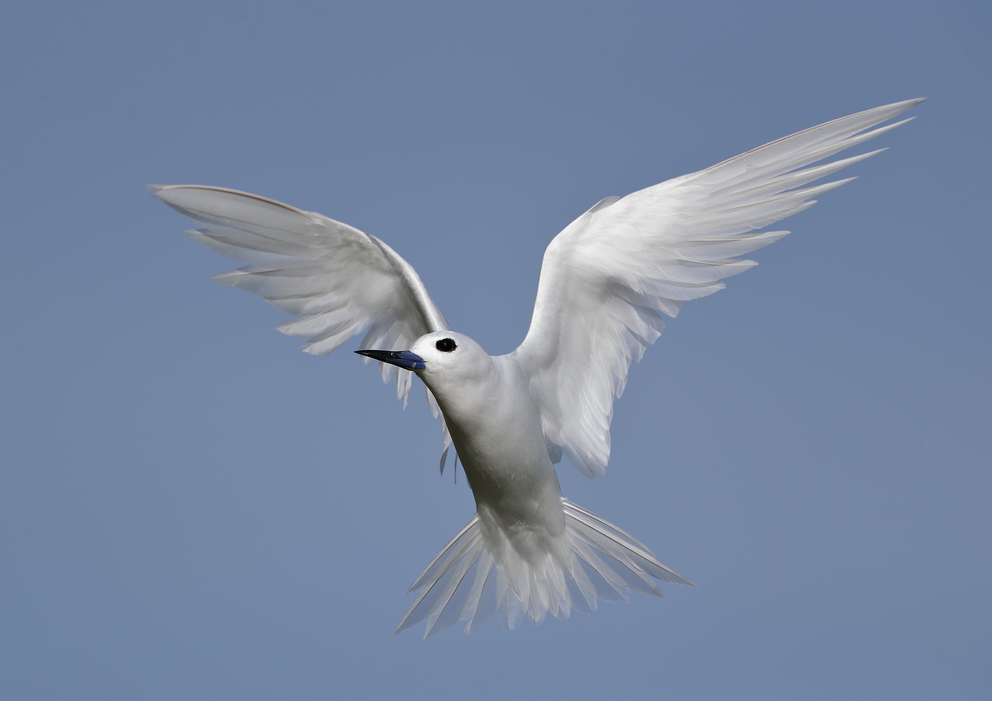 White Tern (Image ID 35591)