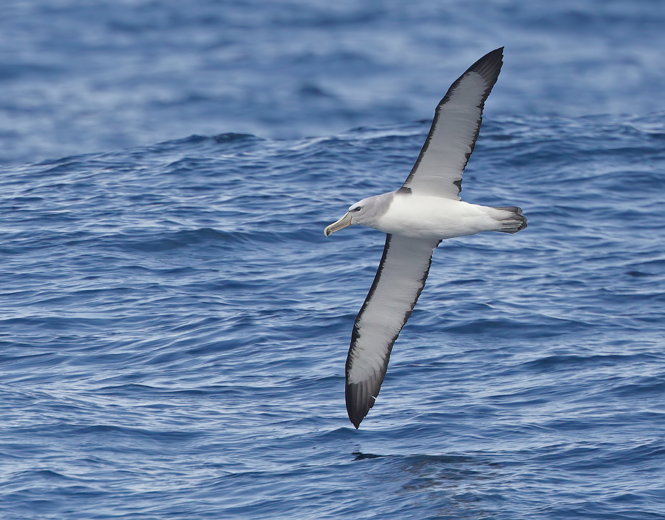Salvin's Albatross (Image ID 35782)