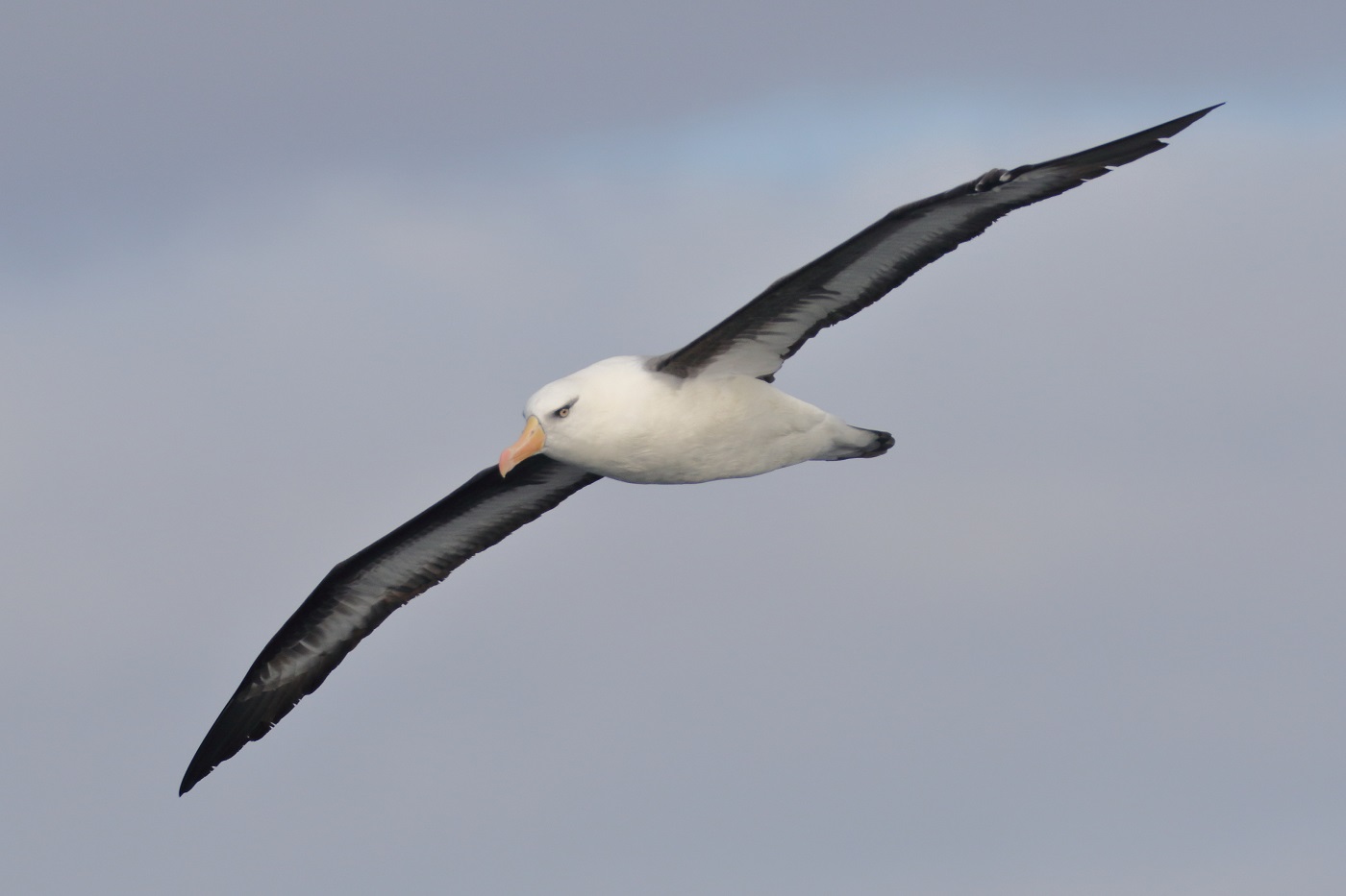 Campbell Albatross (Image ID 35728)