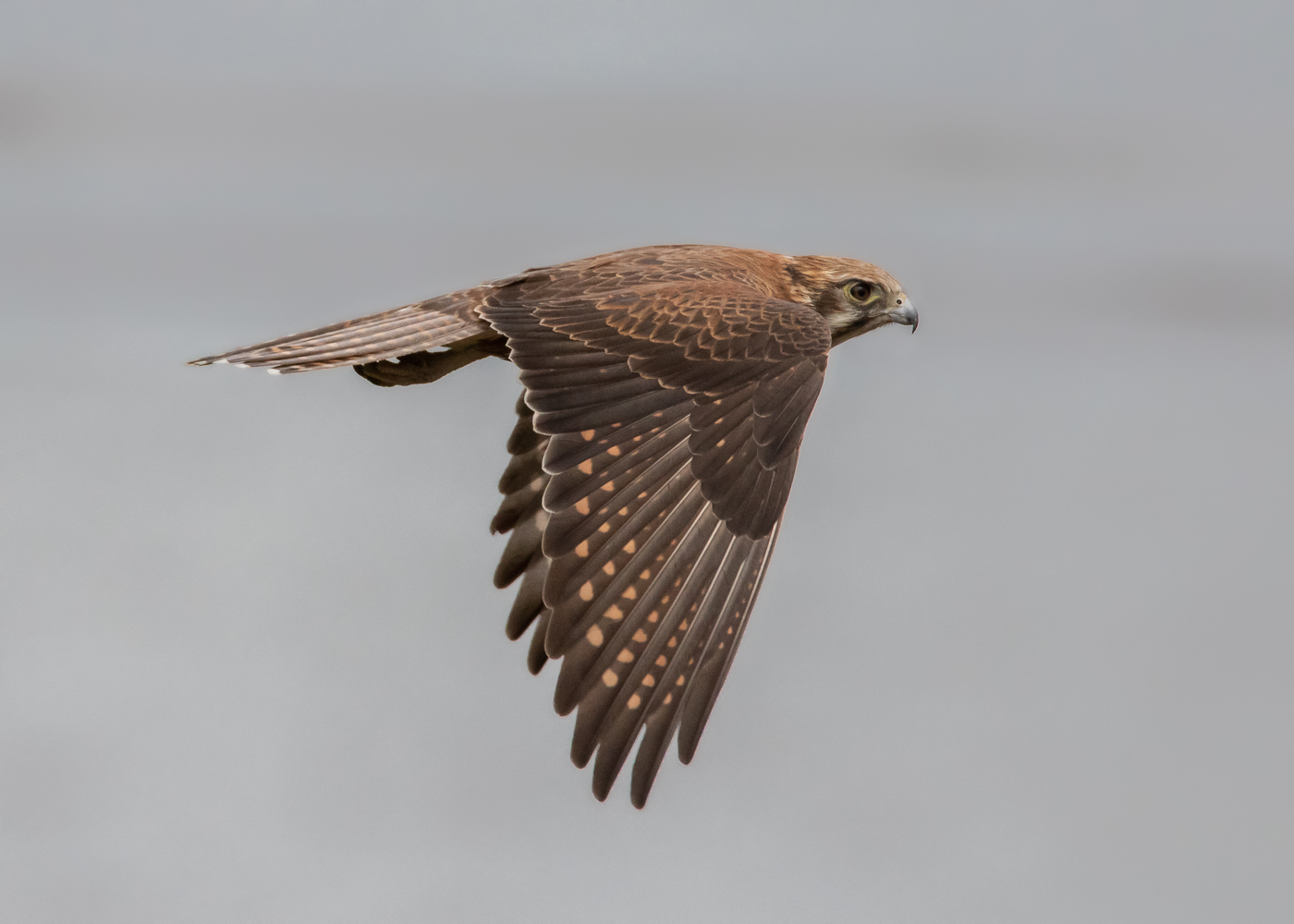 Brown Falcon (Image ID 35698)