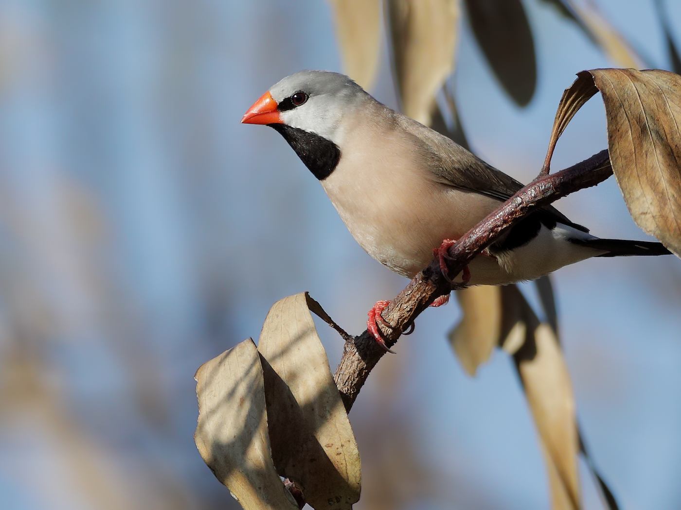 Long-tailed Finch (Image ID 35574)