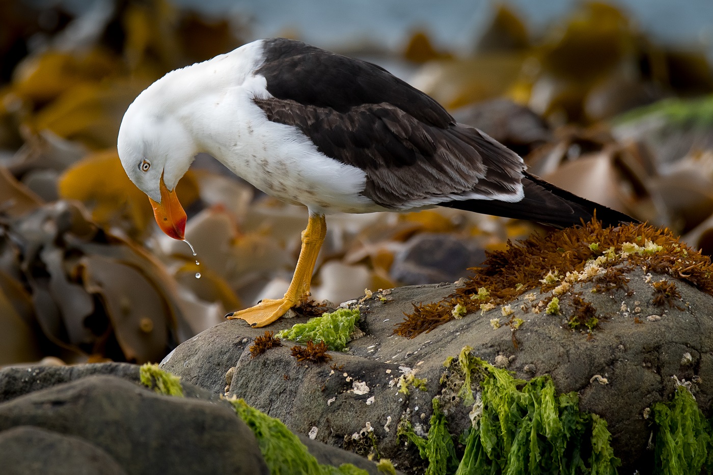 Pacific Gull (Image ID 35655)