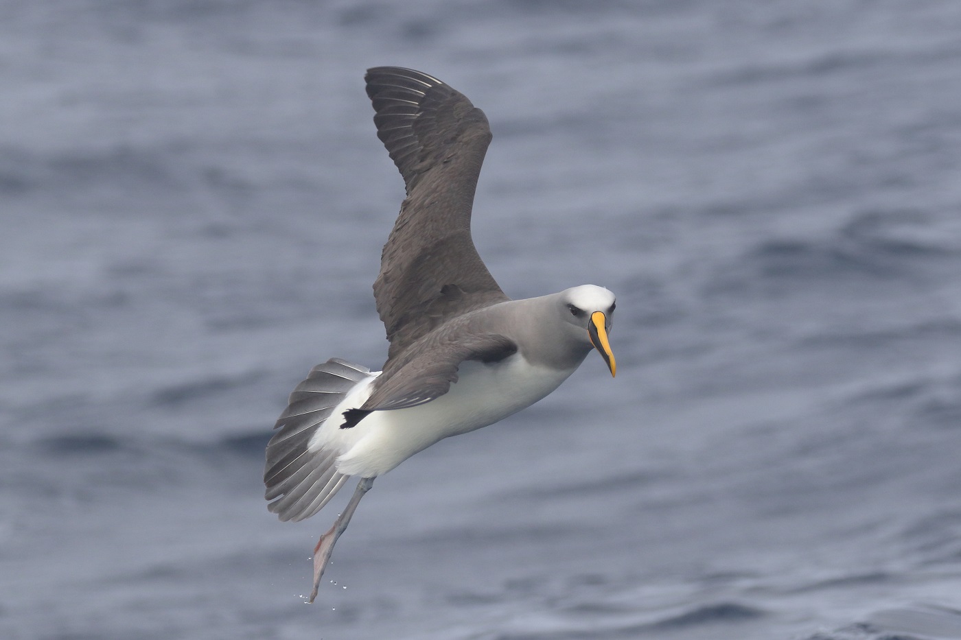 Buller's Albatross (Image ID 35645)