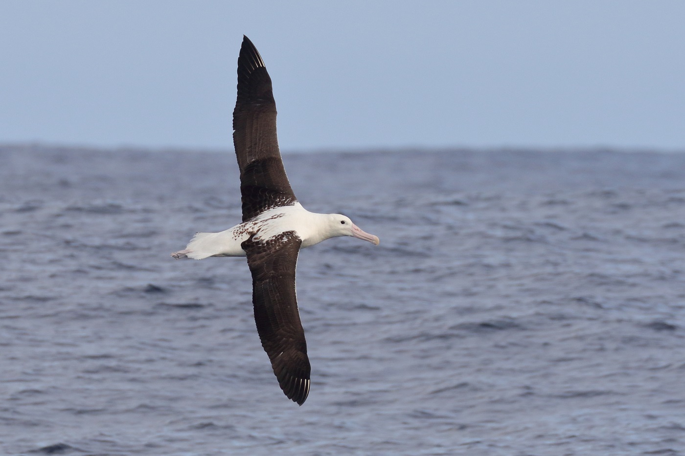 Southern Royal Albatross (Image ID 35672)