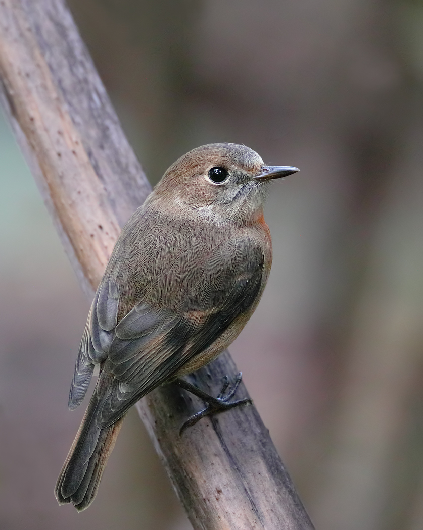 Norfolk Island Robin (Image ID 35623)