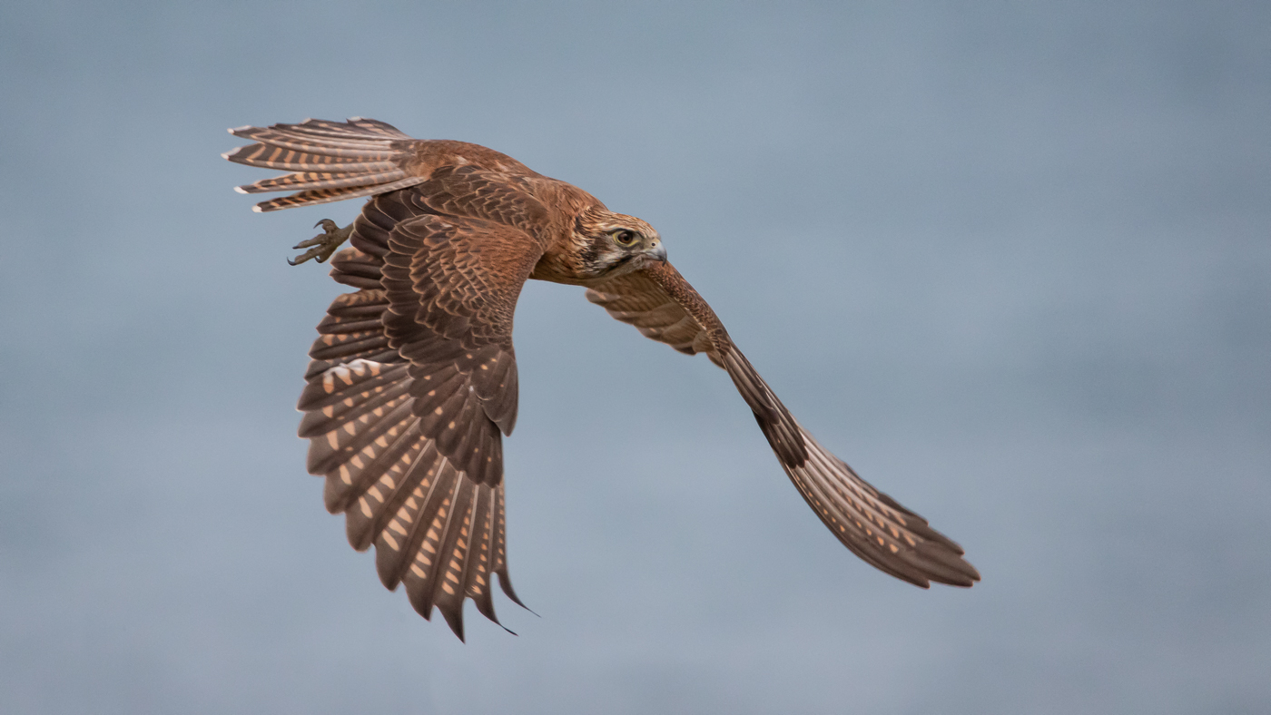Brown Falcon (Image ID 35621)