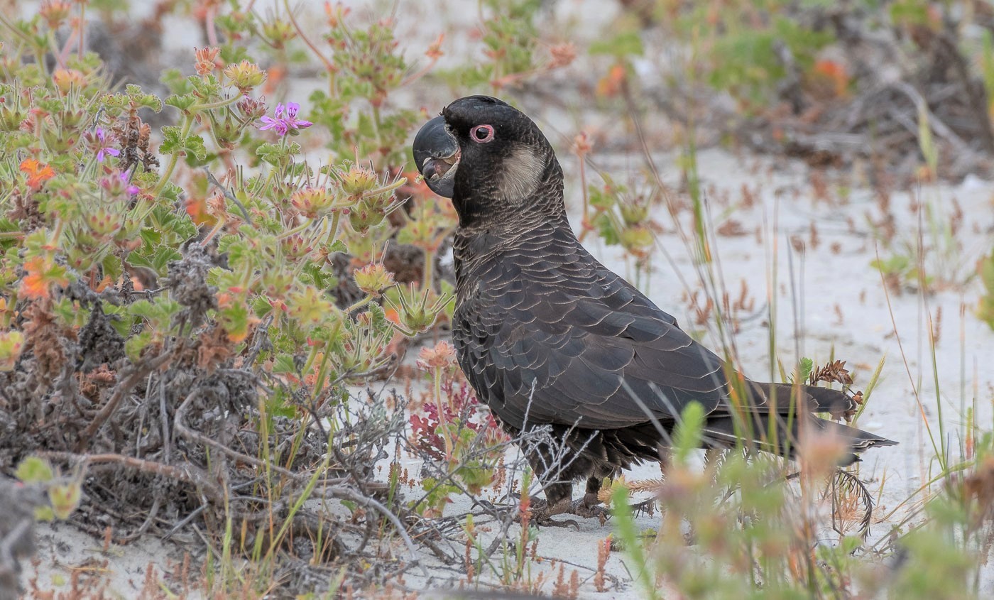 Carnaby's Black-Cockatoo (Image ID 35681)