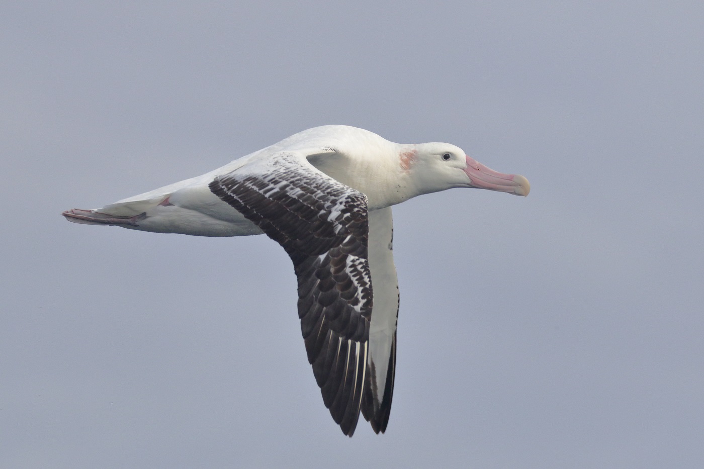 Wandering Albatross (Image ID 35674)