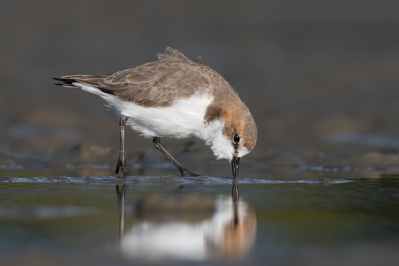 Red-capped Plover (Image ID 35688)