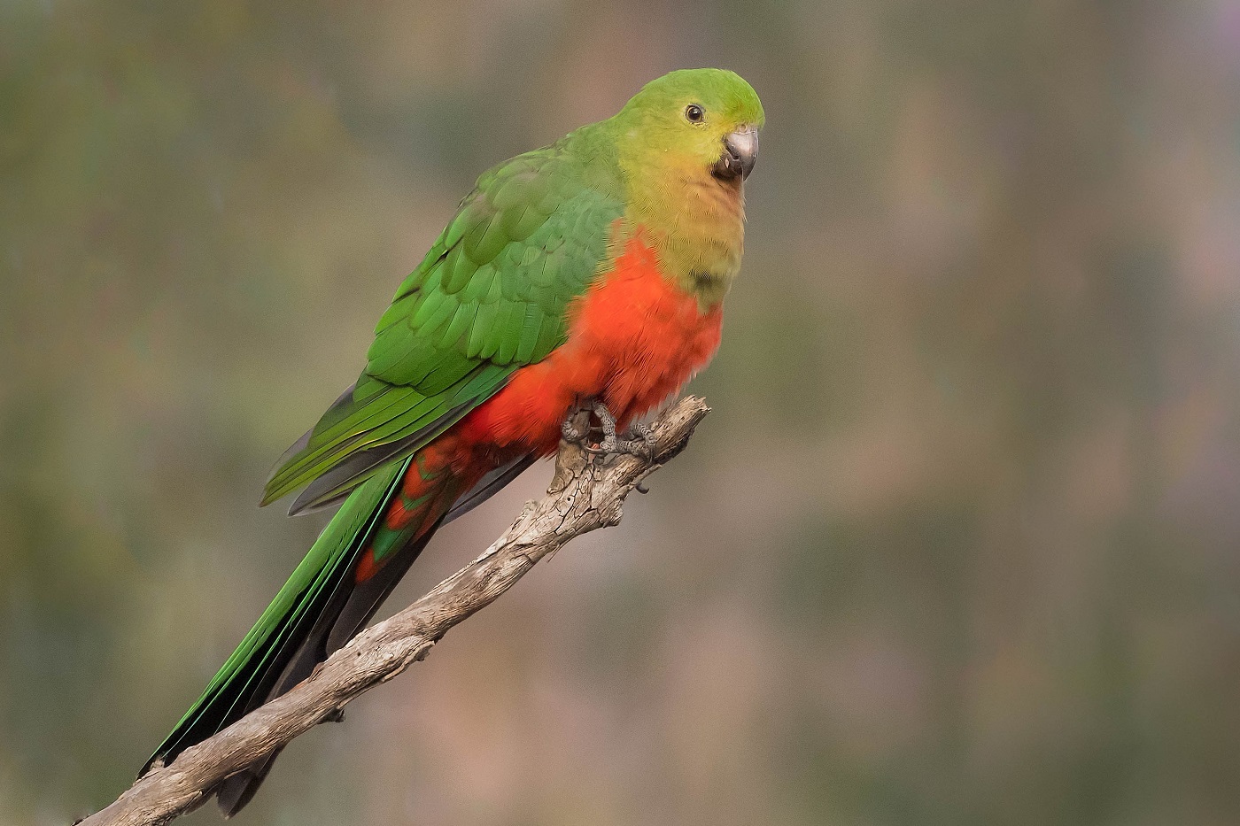 Australian King-Parrot (Image ID 35657)
